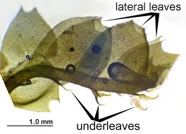 Attēlu rezultāti vaicājumam “Lophocolea coadunata”