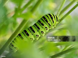 Attēlu rezultāti vaicājumam “Papilio machaon larva”