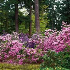Attēlu rezultāti vaicājumam “rhododendron”