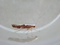 Attēlu rezultāti vaicājumam “Argyresthia semifusca”