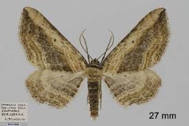 Attēlu rezultāti vaicājumam “Horisme vitalbata”