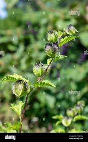 Attēlu rezultāti vaicājumam “Nicandra physalodes fruit”