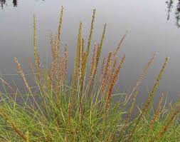 Attēlu rezultāti vaicājumam “Triglochin palustre”