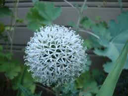 Image result for Echinops spaerocephalus