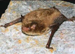 Attēlu rezultāti vaicājumam “Myotis daubentonii”