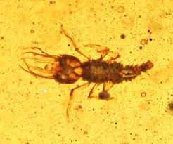 Attēlu rezultāti vaicājumam “Myrmeleontidae”