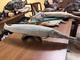 Image result for Atractosteus spatula