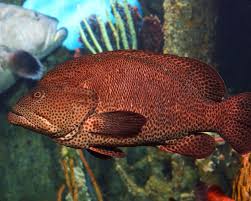 Image result for Cephalopholis cruentata