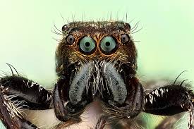 Attēlu rezultāti vaicājumam “Salticidae”