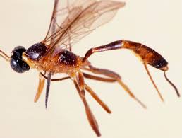 Attēlu rezultāti vaicājumam “Ichneumonidae”