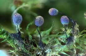 Attēlu rezultāti vaicājumam “Lamproderma debile spores”