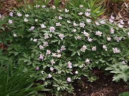 Attēlu rezultāti vaicājumam “Anemone nemorosa flower”