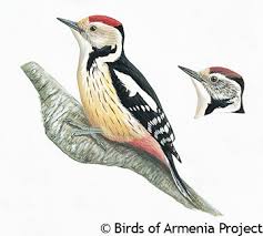 Attēlu rezultāti vaicājumam “Dendrocopos medius adult”