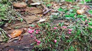 Attēlu rezultāti vaicājumam “Lycogala roseosporum”
