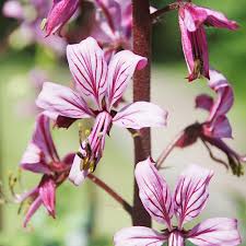 Image result for Diptam