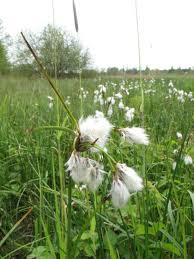 Attēlu rezultāti vaicājumam “Eriophorum angustifolium”
