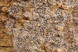 Attēlu rezultāti vaicājumam “Opegrapha rufescens”