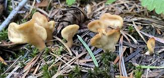 Attēlu rezultāti vaicājumam “Spathularia flavida”