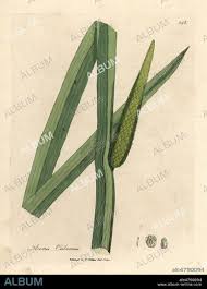 Attēlu rezultāti vaicājumam “Acorus calamus leaf”