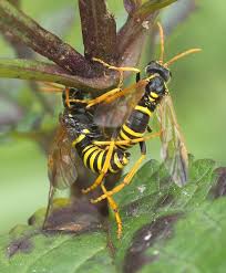 Attēlu rezultāti vaicājumam “Tenthredo scrophulariae”