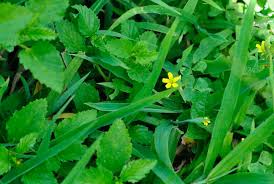 Attēlu rezultāti vaicājumam “Oxalis corniculata fruit”