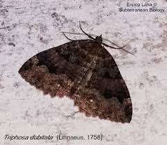 Attēlu rezultāti vaicājumam “Triphosa dubitata”