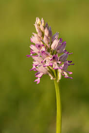 Attēlu rezultāti vaicājumam “Orchis militaris flower”
