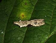 Attēlu rezultāti vaicājumam “Hypatima rhomboidella”