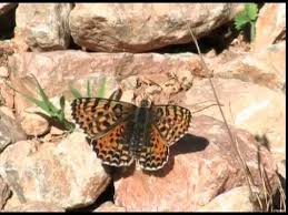 Attēlu rezultāti vaicājumam “Melitaea didyma male”
