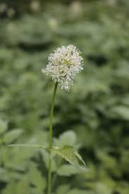 Image result for Christophskraut