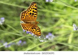 Attēlu rezultāti vaicājumam “Issoria lathonia upperside”