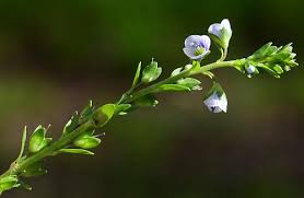 Attēlu rezultāti vaicājumam “Veronica serpyllifolia”