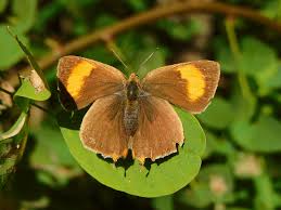 Attēlu rezultāti vaicājumam “Thecla betulae”