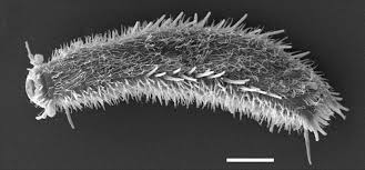 Attēlu rezultāti vaicājumam “Comatricha fragilis macro”