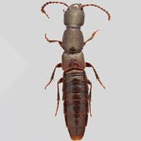 Attēlu rezultāti vaicājumam “Oenothera rubricauli”