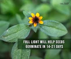 Image result for Sanvitalia procumbens