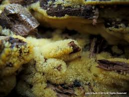 Attēlu rezultāti vaicājumam “Lycogala conicum macro”