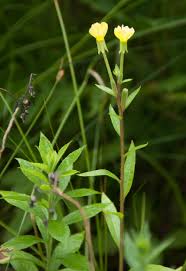Attēlu rezultāti vaicājumam “Oenothera biennis bud”