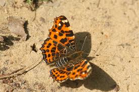 Attēlu rezultāti vaicājumam “Araschnia levana”