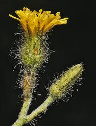 Attēlu rezultāti vaicājumam “Hieracium murorum bud”