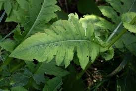 Attēlu rezultāti vaicājumam “Cirsium heterophyllum leaf”
