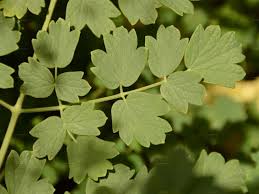 Attēlu rezultāti vaicājumam “Thalictrum minus”