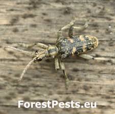 Attēlu rezultāti vaicājumam “Monochamus sutor”