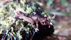 Attēlu rezultāti vaicājumam “Amaurochaete fusiformis”