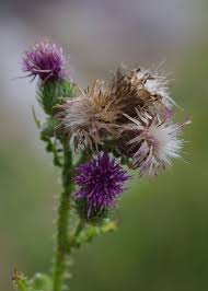 Attēlu rezultāti vaicājumam “Carduus crispus”