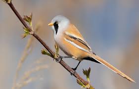 Attēlu rezultāti vaicājumam “Panurus biarmicus”