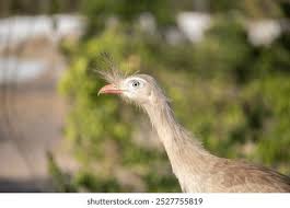 Attēlu rezultāti vaicājumam “Gruiformes”