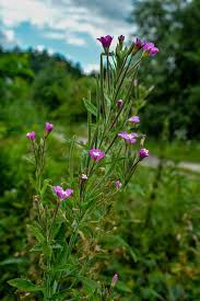Attēlu rezultāti vaicājumam “Epilobium parviflorum”