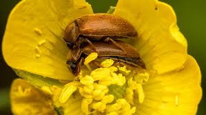 Attēlu rezultāti vaicājumam “Byturus ochraceus”