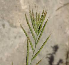 Attēlu rezultāti vaicājumam “Brachypodium sylvaticum flower”